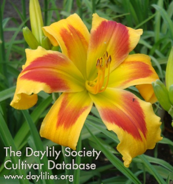 Daylily Busy Being Fabulous